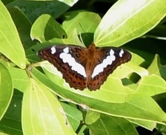 Moduza procris milonia