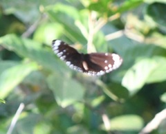 Euploea crameri