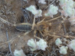 Galeodes araneoides