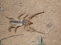 Galeodes araneoides