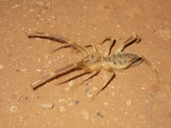 Galeodes araneoides