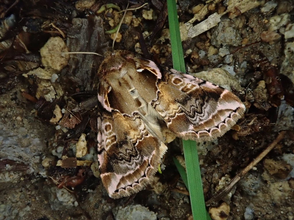 Habrosyne dieckmanni