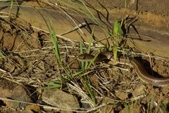 Psammophis brevirostris