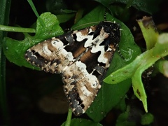 Phlogophora illustrata