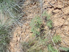 Geranium linearilobum