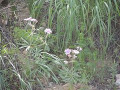 Geranium linearilobum