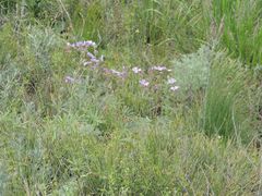 Geranium linearilobum