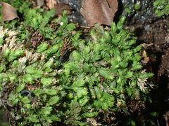 Fissidens bushii