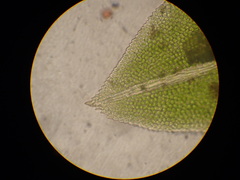 Fissidens bushii