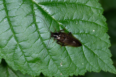 Ectobius sylvestris