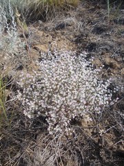 Goniolimon rubellum