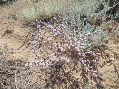 Goniolimon rubellum