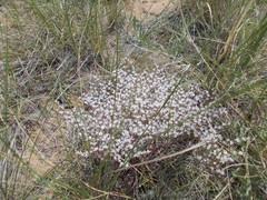 Goniolimon rubellum