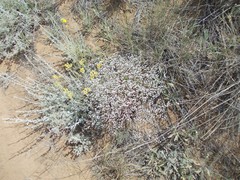 Goniolimon rubellum