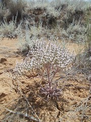 Goniolimon rubellum