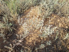 Goniolimon rubellum