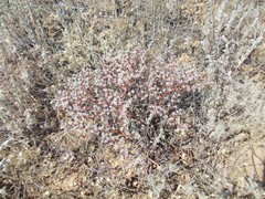 Goniolimon rubellum