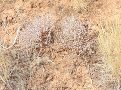 Goniolimon rubellum