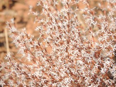 Goniolimon rubellum