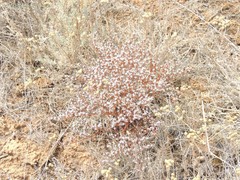Goniolimon rubellum