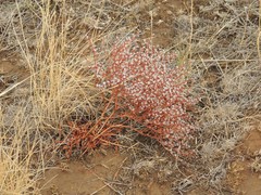 Goniolimon rubellum