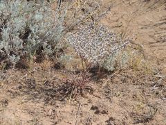 Goniolimon rubellum