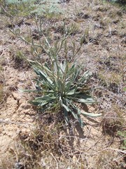 Goniolimon rubellum