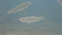 Opsariichthys bidens