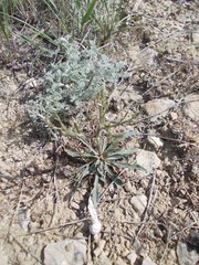 Goniolimon rubellum