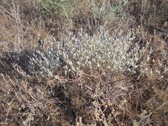 Goniolimon rubellum