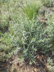 Gypsophila paniculata
