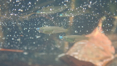 Oryzias curvinotus