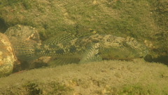 Glossogobius olivaceus