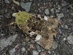 Triphaenopsis postflava