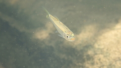 Opsariichthys bidens