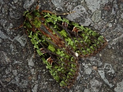 Anaplectoides virens