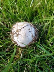 Tricholomella constricta