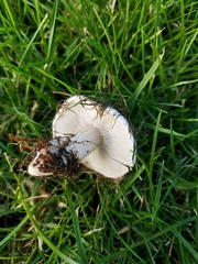 Tricholomella constricta