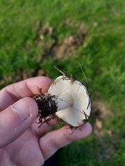 Tricholomella constricta