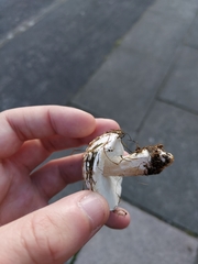 Tricholomella constricta