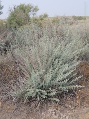 Halimodendron halodendron