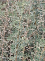 Halimodendron halodendron