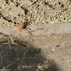Latrodectus geometricus