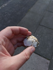 Tricholomella constricta