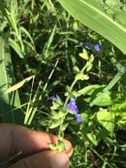 Salvia subincisa
