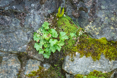 Heuchera glabra