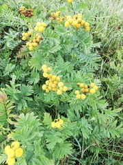Tanacetum vulgare