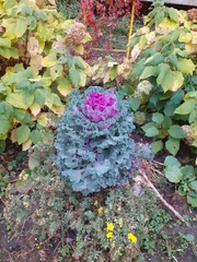 Brassica oleracea viridis