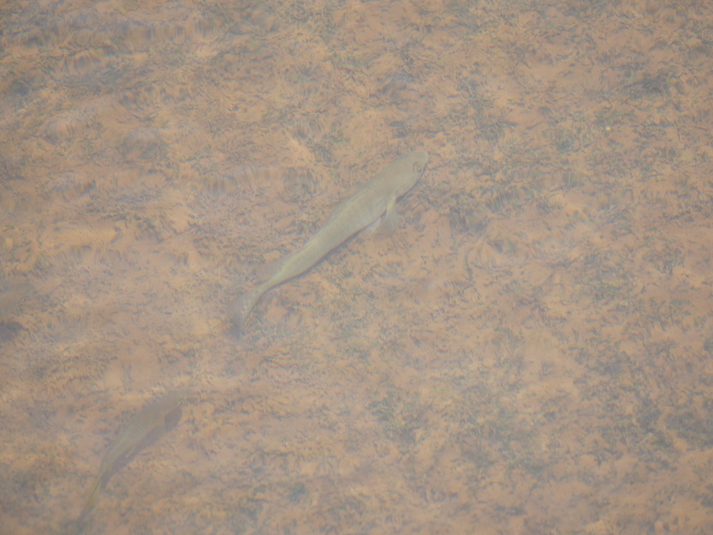 Gray Blue Pike Cichlid