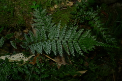 Asplenium polyphyleticum